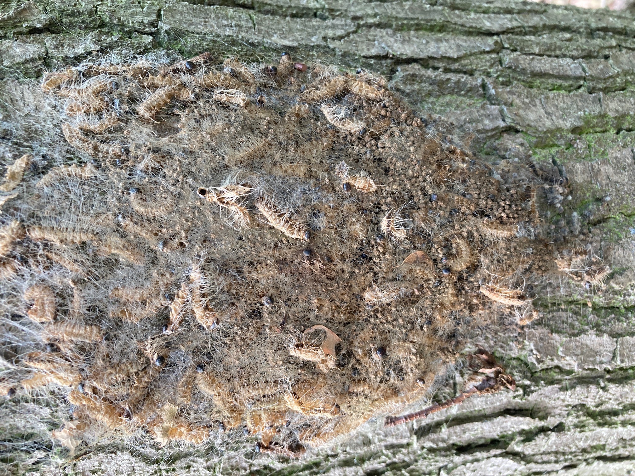 Ein altes Nest der Eichenprozessionsspinner.