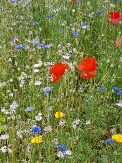 Blumenwiese Blühende Blumenwiese