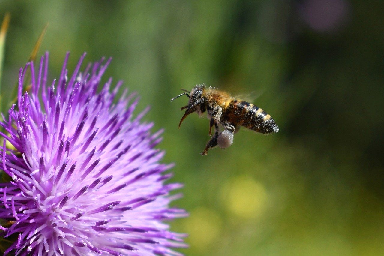 Eine Biene fliegt auf eine Blume zu.