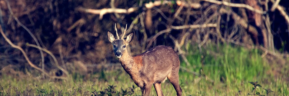 Auf diesem Bild sieht man ein Reh vor einen Wald 