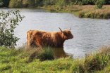 Auf dem Bild sieht man ein Rind das in einem Fluss steht Auf dem Bild sieht man ein Rind das in einem Fluss steht