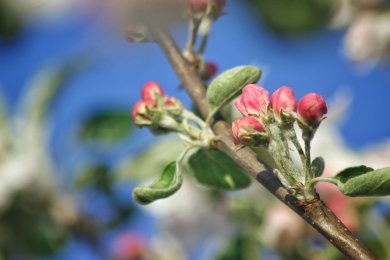 Apfelblüte Apfelblüte
