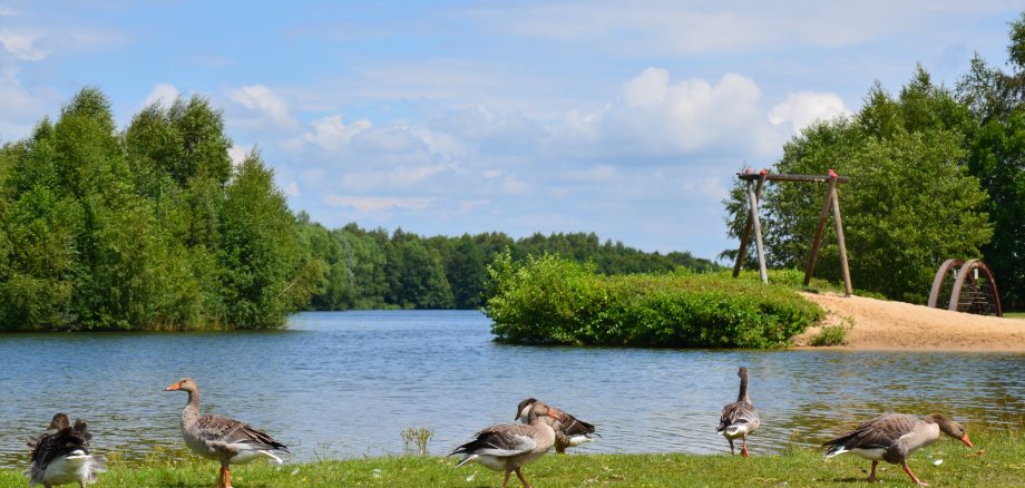 Vier Enten am Drilandsee, die auf der grünen Rasenfläche kurz vor dem Wasser umherlaufen. Im Hintergrund kann man die Strandfläche erspähen und die Begrünung sehen.