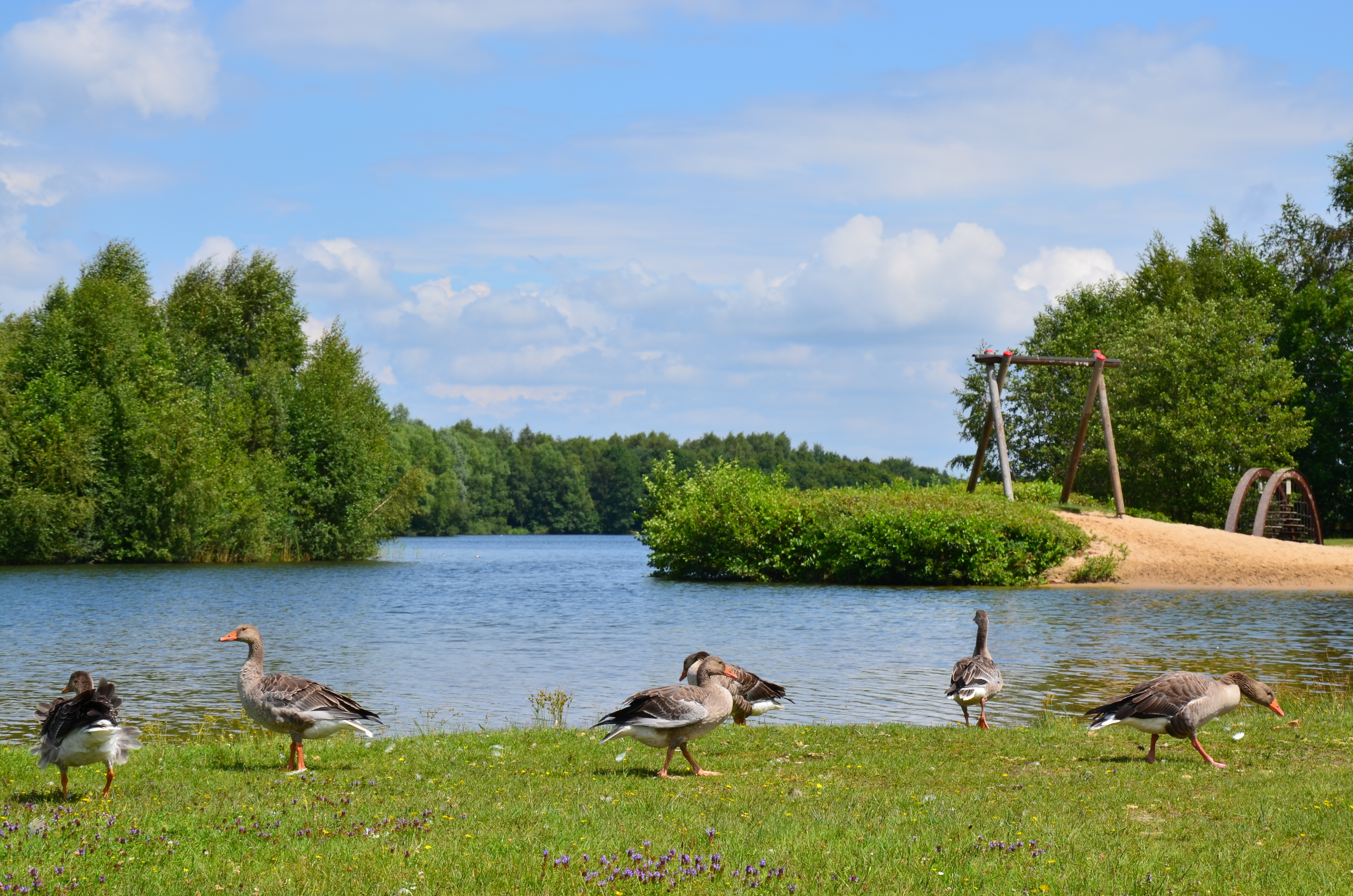 Vier Enten am Drilandsee, die auf der grünen Rasenfläche kurz vor dem Wasser umherlaufen. Im Hintergrund kann man die Strandfläche erspähen und die Begrünung sehen.