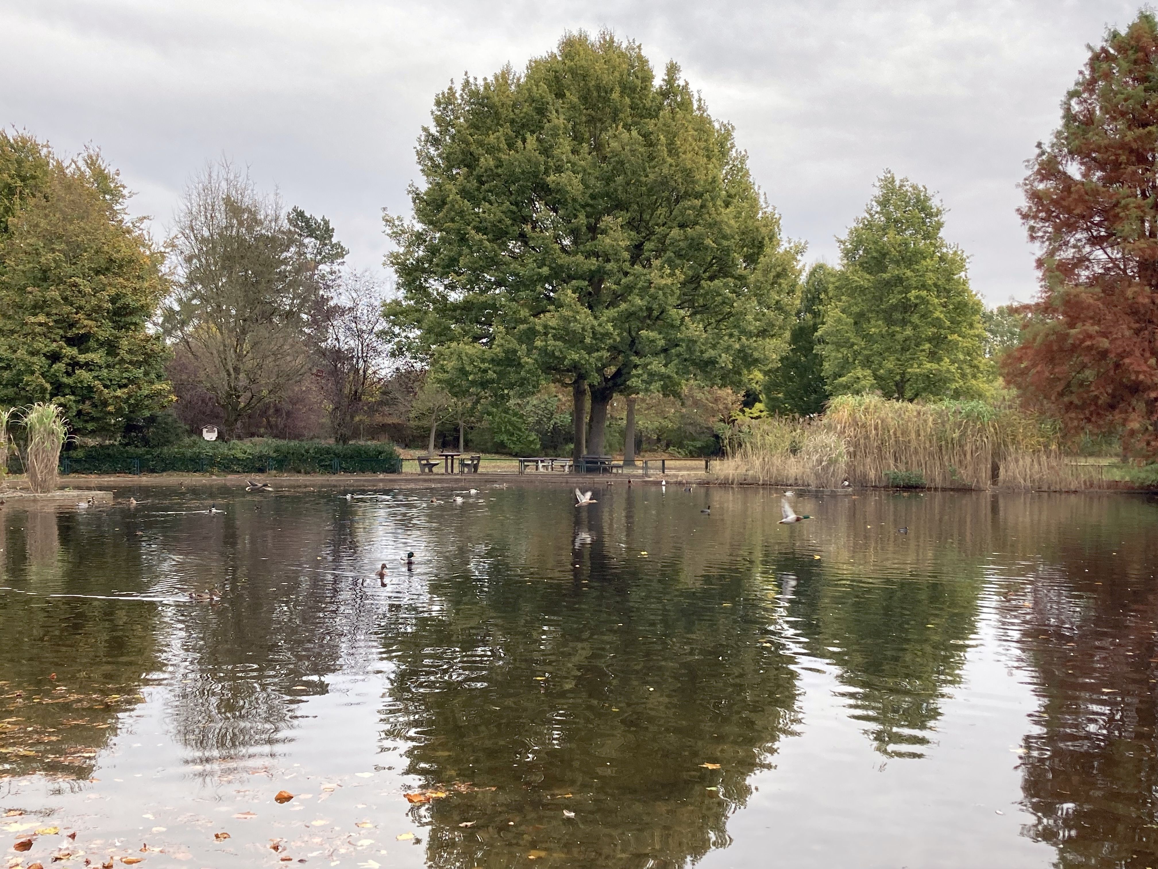 Ententeich mit fliegenden Enten im Eper Park