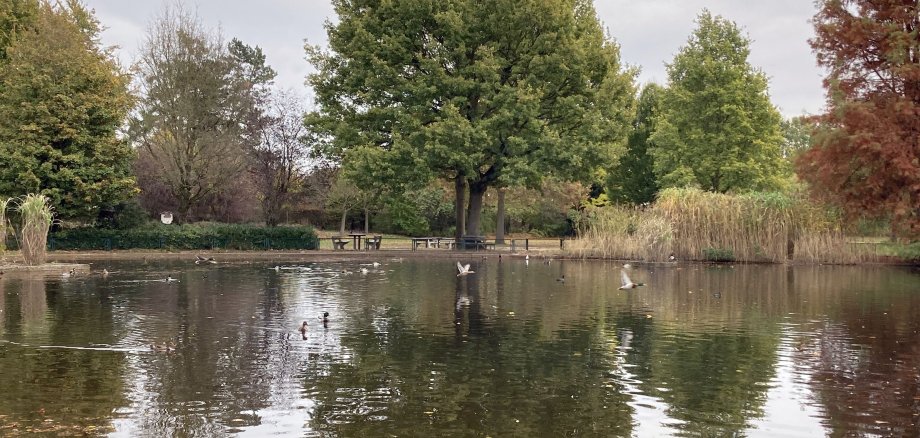 Ententeich mit fliegenden Enten im Eper Park