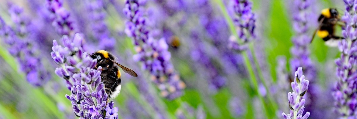 Erdhummel auf einer Lavendelblüte