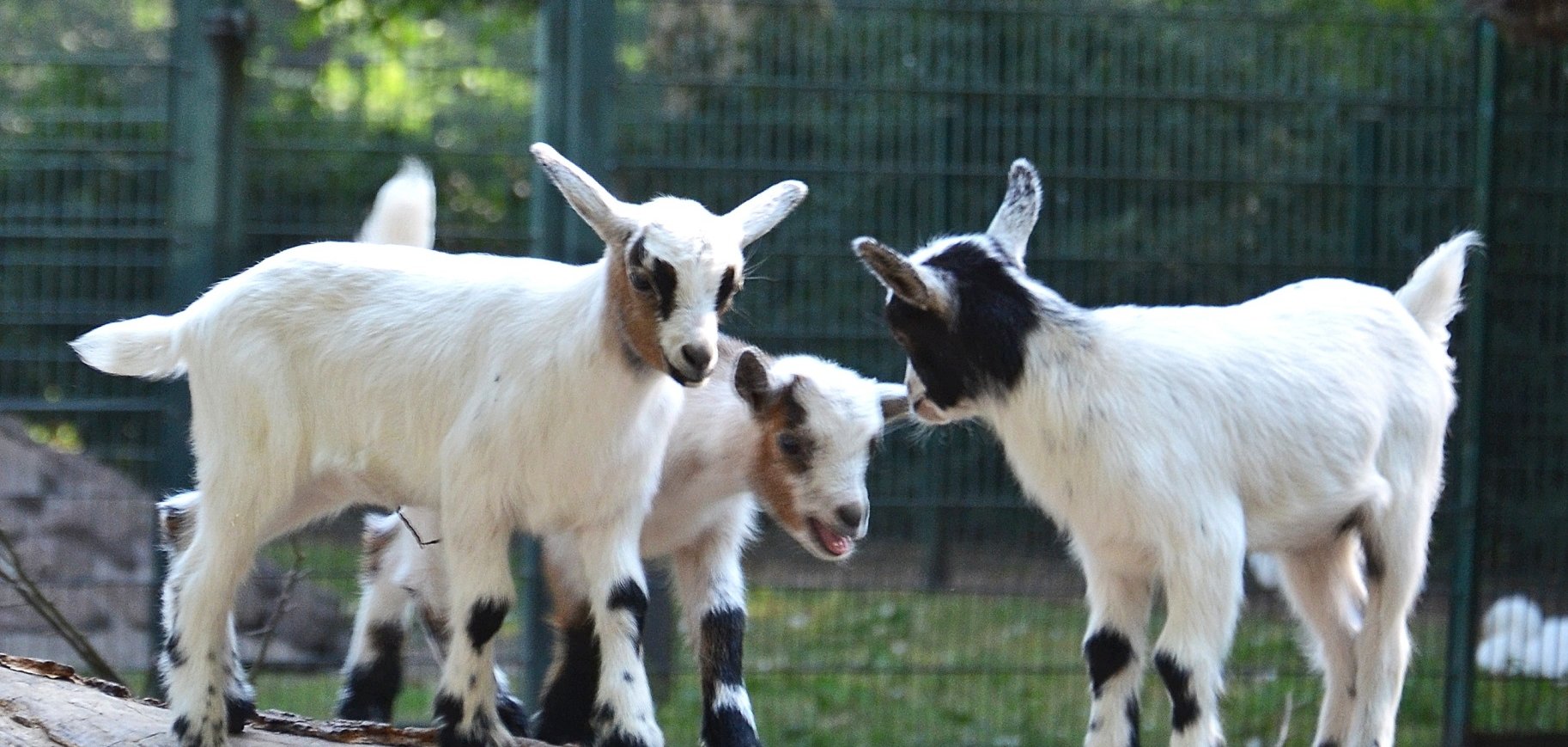 Das Bild zeigt drei weiße Ziegen, die auf einem Baumstamm balancieren.