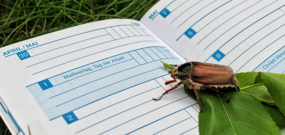 Ein Maikäfer sitzt auf einem Kalender auf dem Datum 1. Mai.