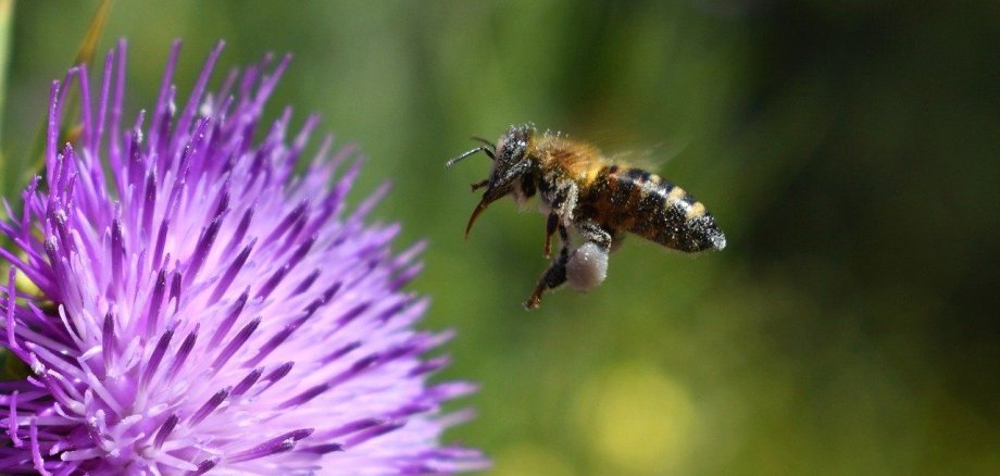 Eine Biene fliegt auf eine Blume zu.