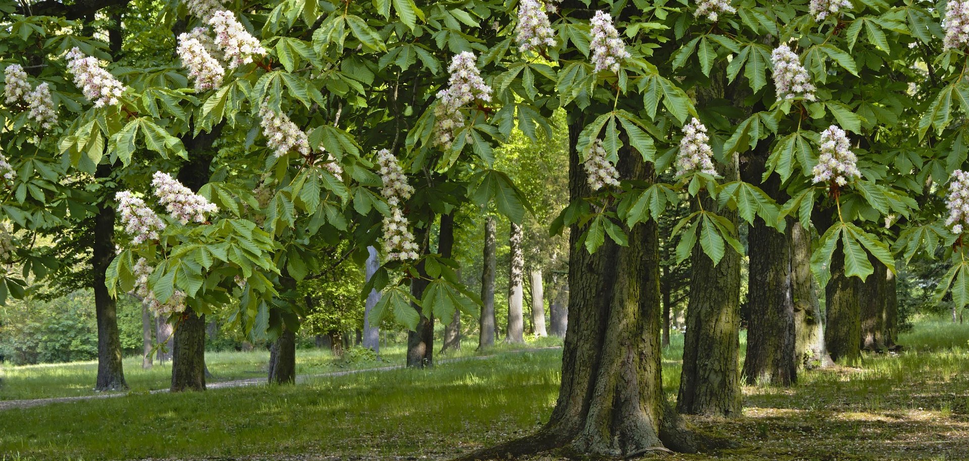 Blühende Kastanienbäume.