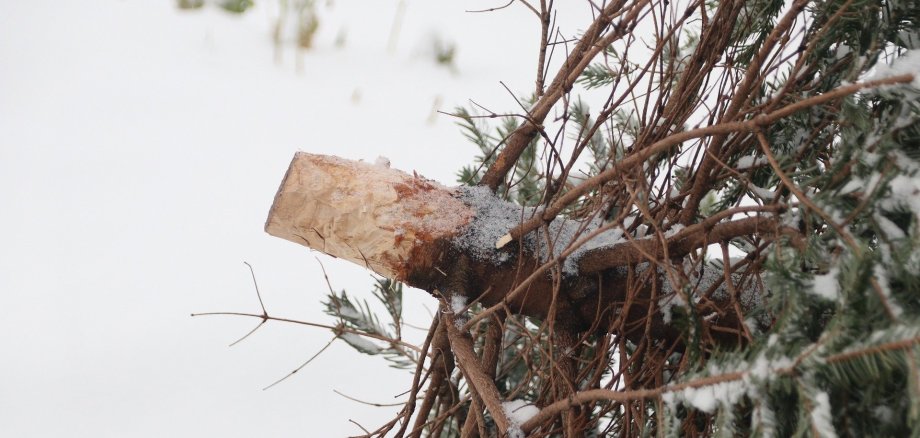 Ein umgefallener Tannenbaum liegt auf einem mit Schnee bedeckten Boden. 