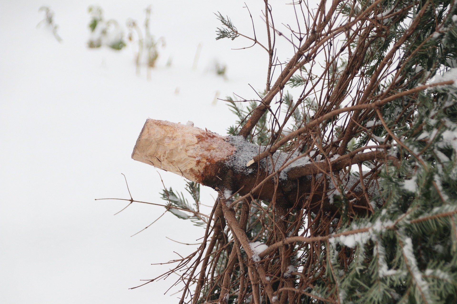 Ein umgefallener Tannenbaum liegt auf einem mit Schnee bedeckten Boden. 