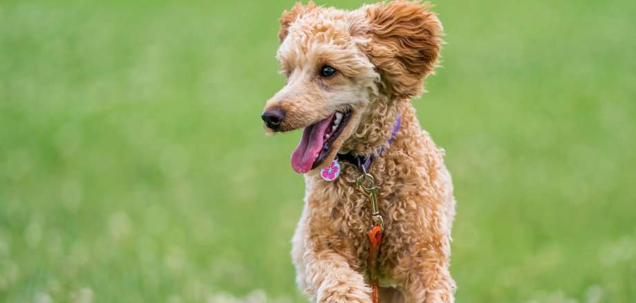 Ein Hund läuft über eine Wiese.