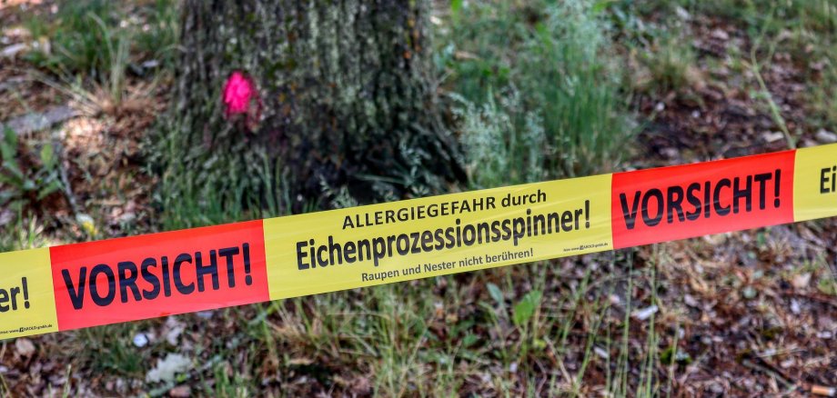 Ein Absperrband mit der Aufschrift: Vorsicht, Allergiegefahr durch Eichenprozessionsspinner! Raupen und Nester nicht berühren!