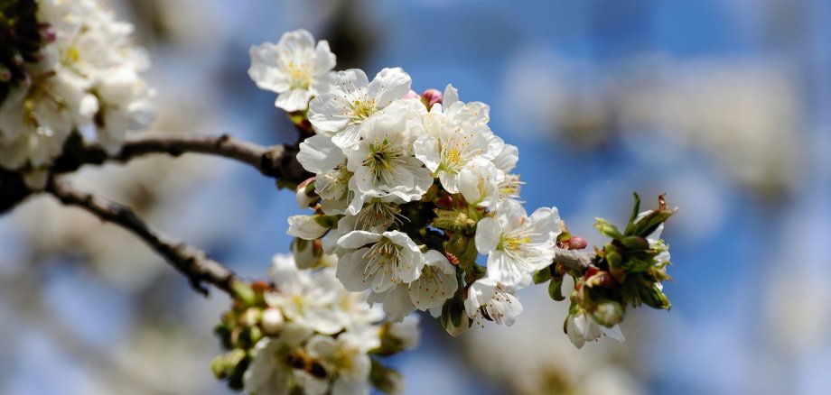 Die Blüten eines Apfelbaumes.