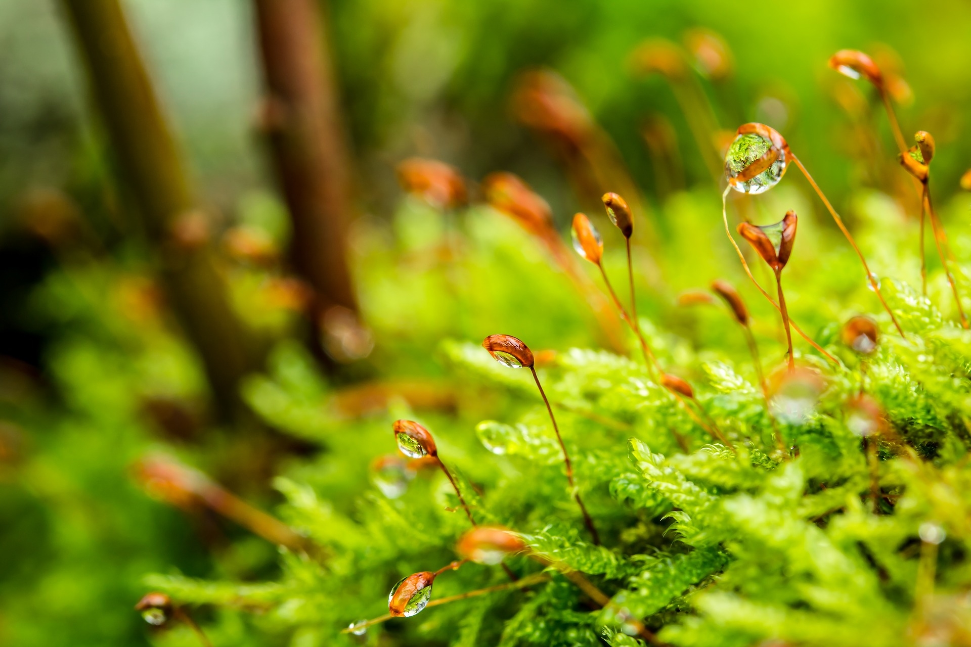 Grüne Sträucher im Wald, an denen Tau oder Regentropfen hängen.