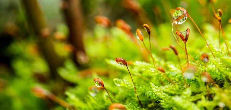 Grüne Sträucher im Wald, an denen Tau oder Regentropfen hängen. Grüne Sträucher im Wald, an denen Tau oder Regentropfen hängen.