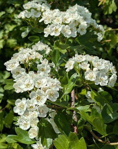 Weißdornblüte Bild einer Weißdornblüte