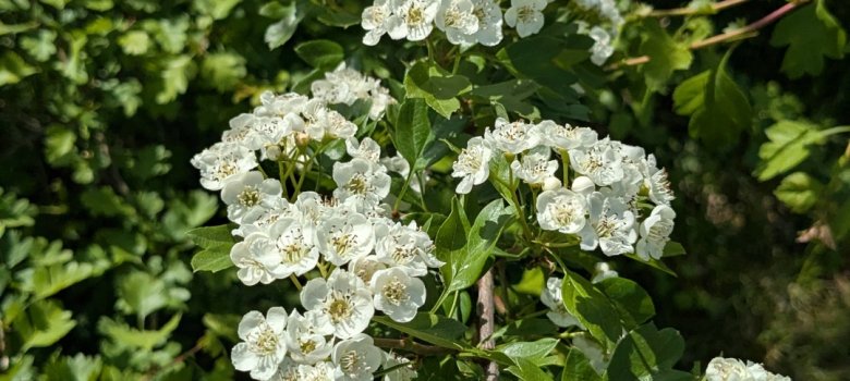 Weißdornblüte Bild einer Weißdornblüte
