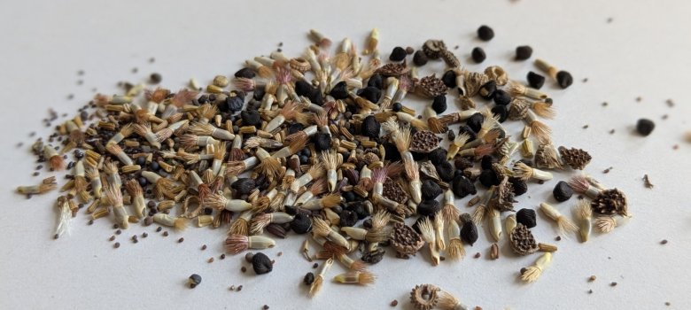 Saatgut Regionales Saatgut