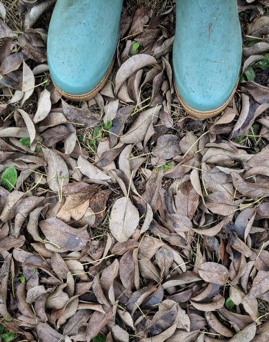 Gummistiefel im Herbstlaub