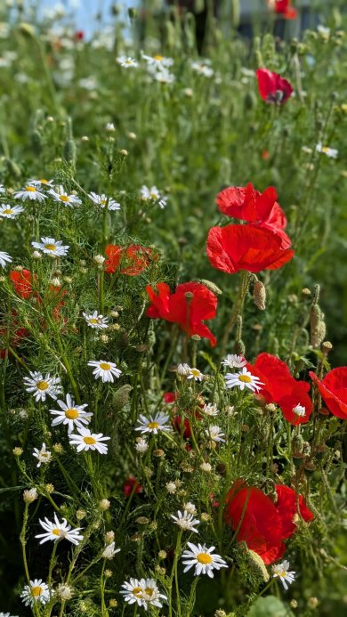 Mohn- und Strandkamilleblüte Mohn- und Strandkamilleblüte