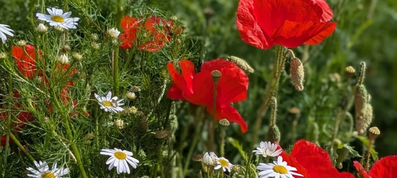 Mohn- und Strandkamilleblüte Mohn- und Strandkamilleblüte