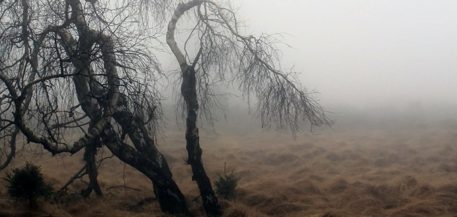 Nebel Venn