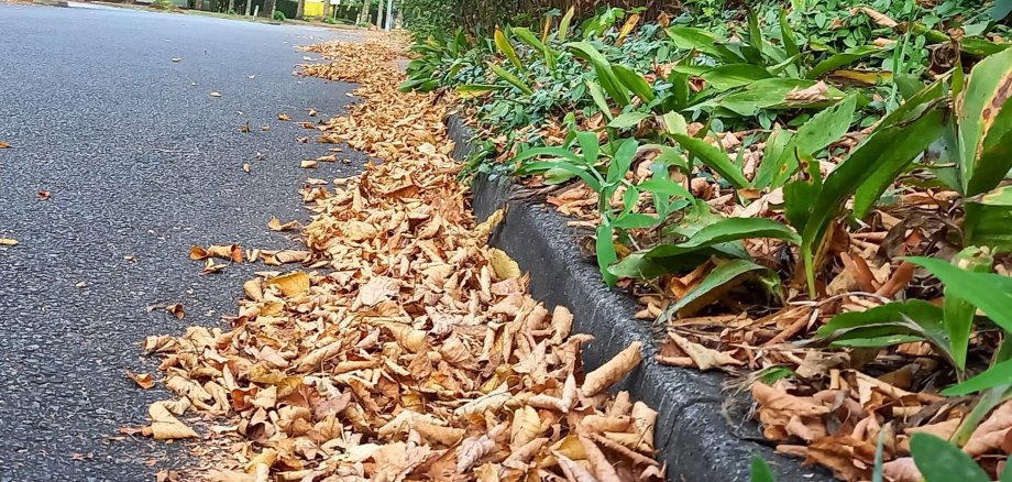 Das Foto zeigt Laub auf der Straße.