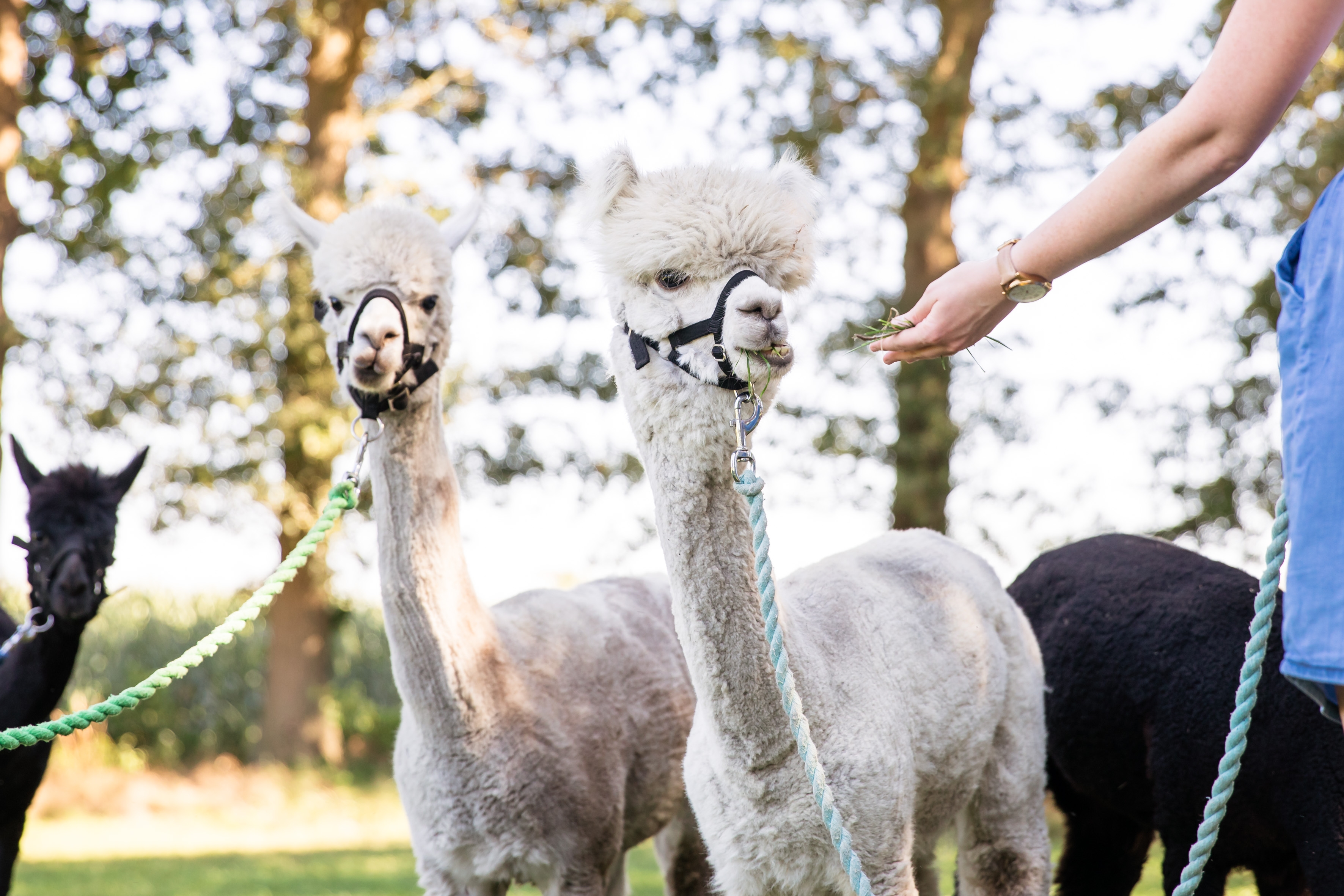 Vier Alpakas werden an einem Führstrick geführt.