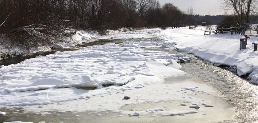 Dinkel in Epe mit Schnee und Eis