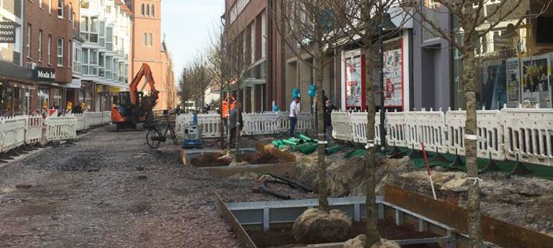 Die neu gepflanzten Ginkgobäume in der Neustraße.