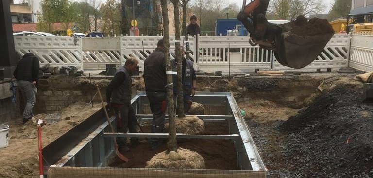 Die neue gepflanzten Ginkgo-Bäume in der Schulstraße.