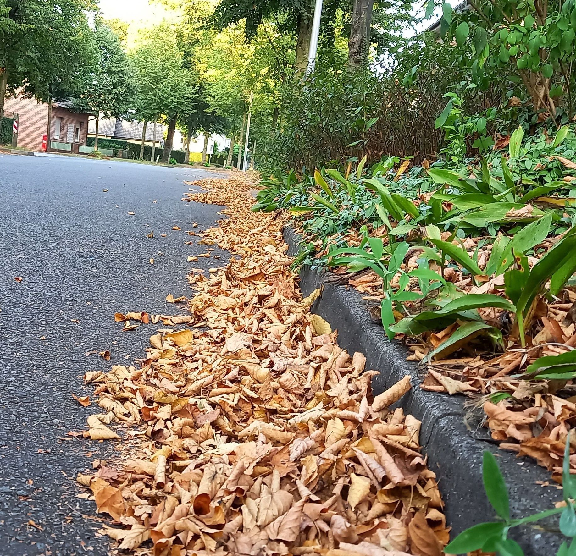 Laub auf einer Straße