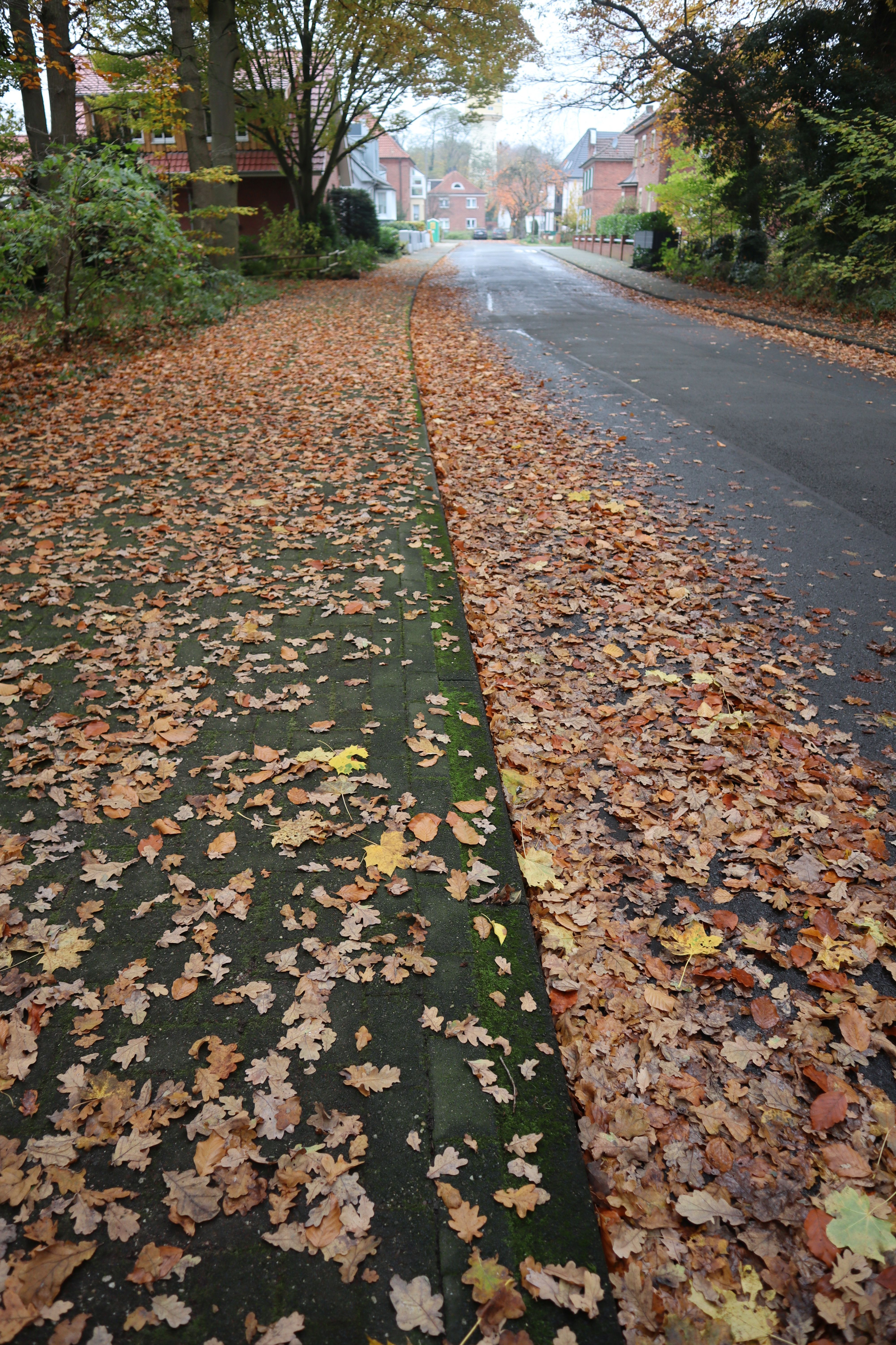 Herbstlaub in einer Straße