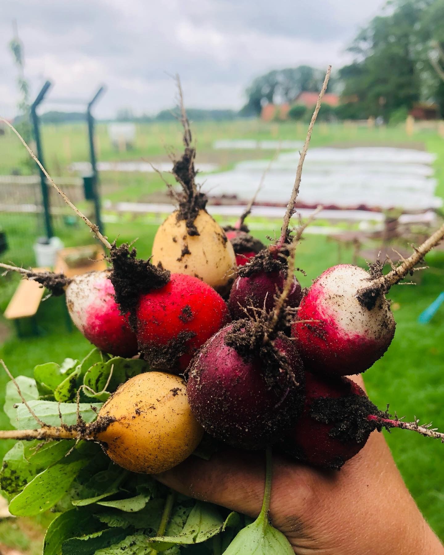 Radieschen in einer Hand.