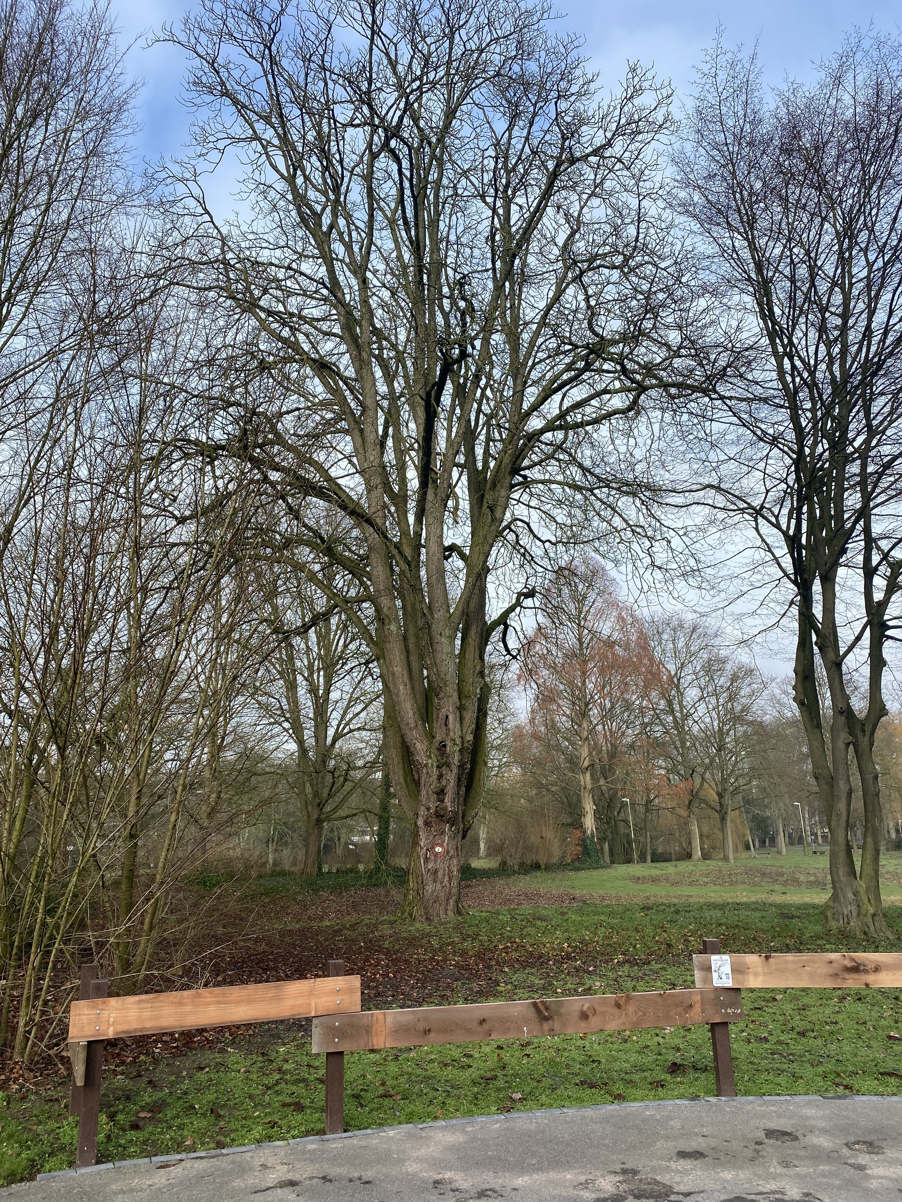 Habitatbaum im Gronauer Stadtpark