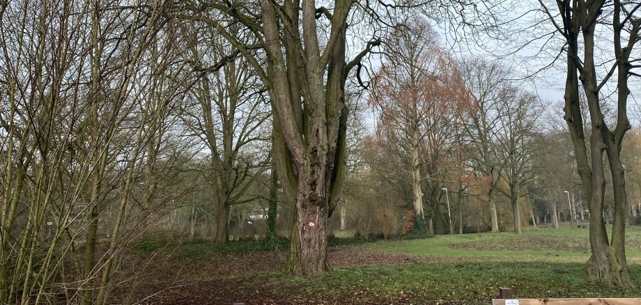 Habitatbaum im Gronauer Stadtpark