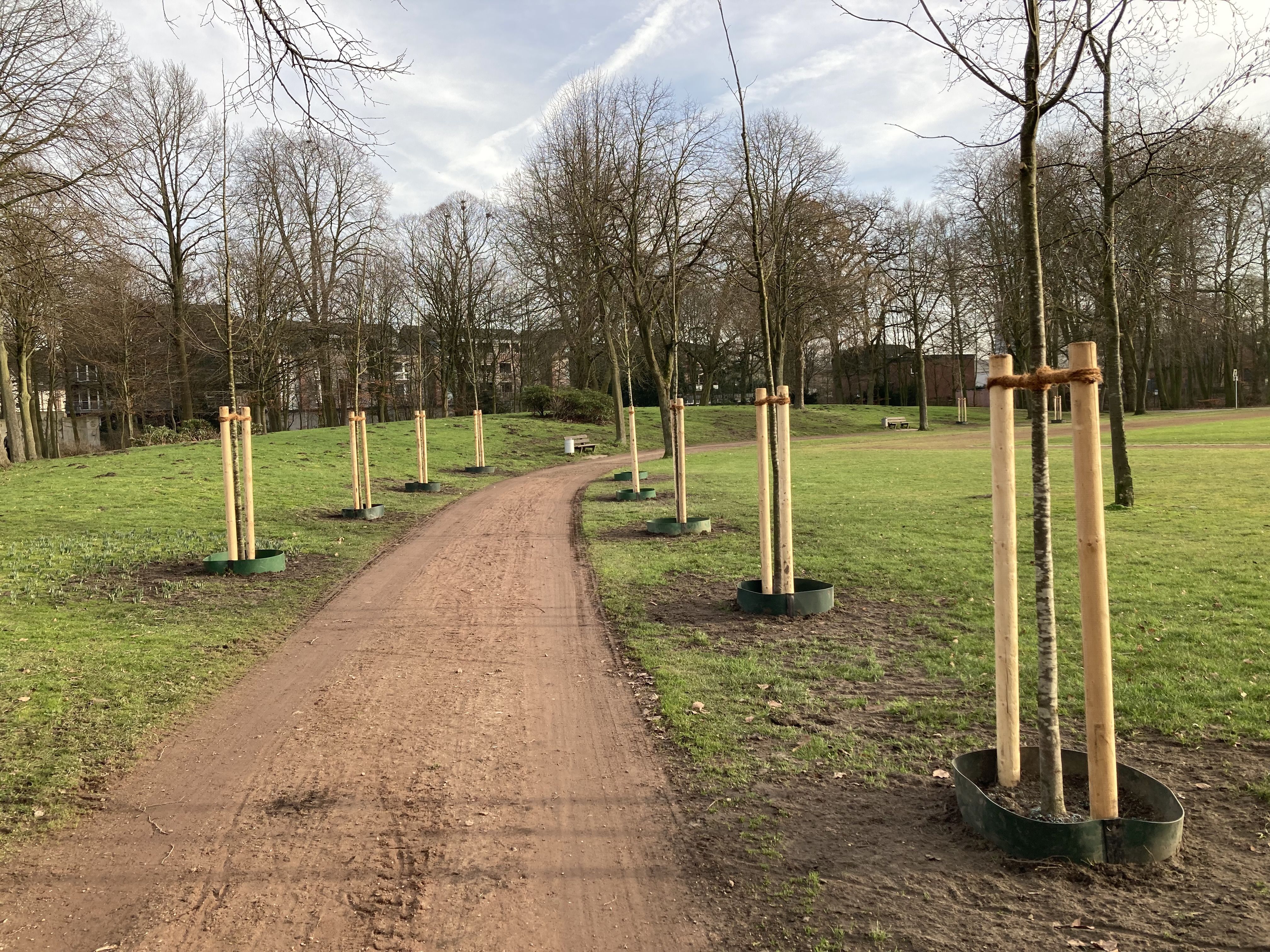 Allee mit neuen Bäumen im Stadtpark
