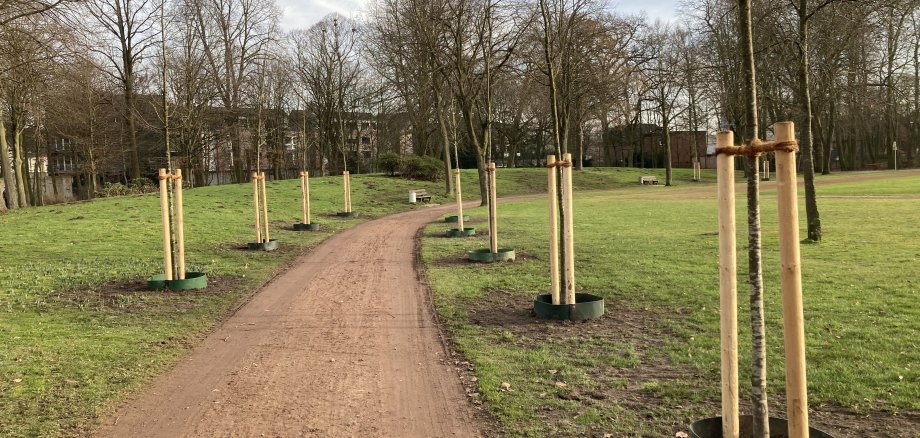 Allee mit neuen Bäumen im Stadtpark