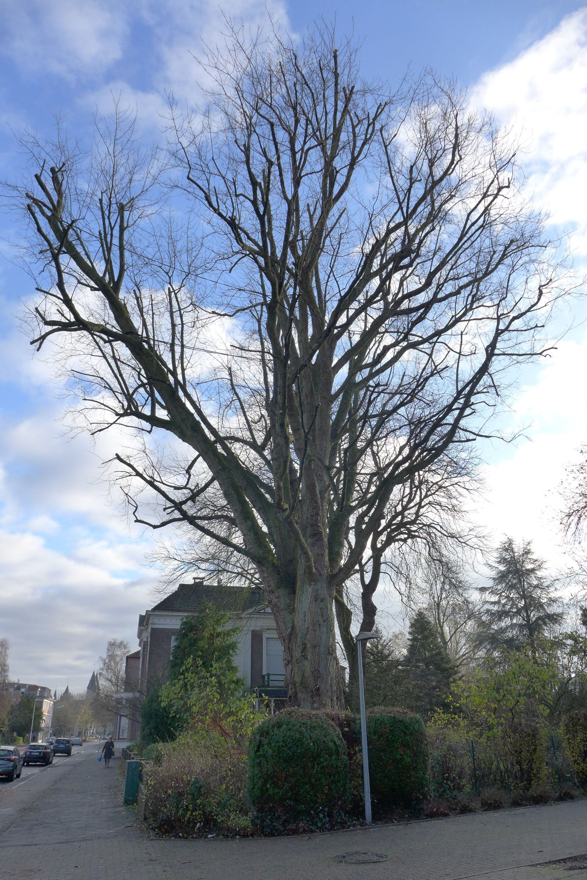 Ahorn an der Enscheder Straße.