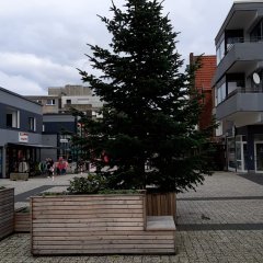 Tanne auf dem Kurt-Schumacher-Platz