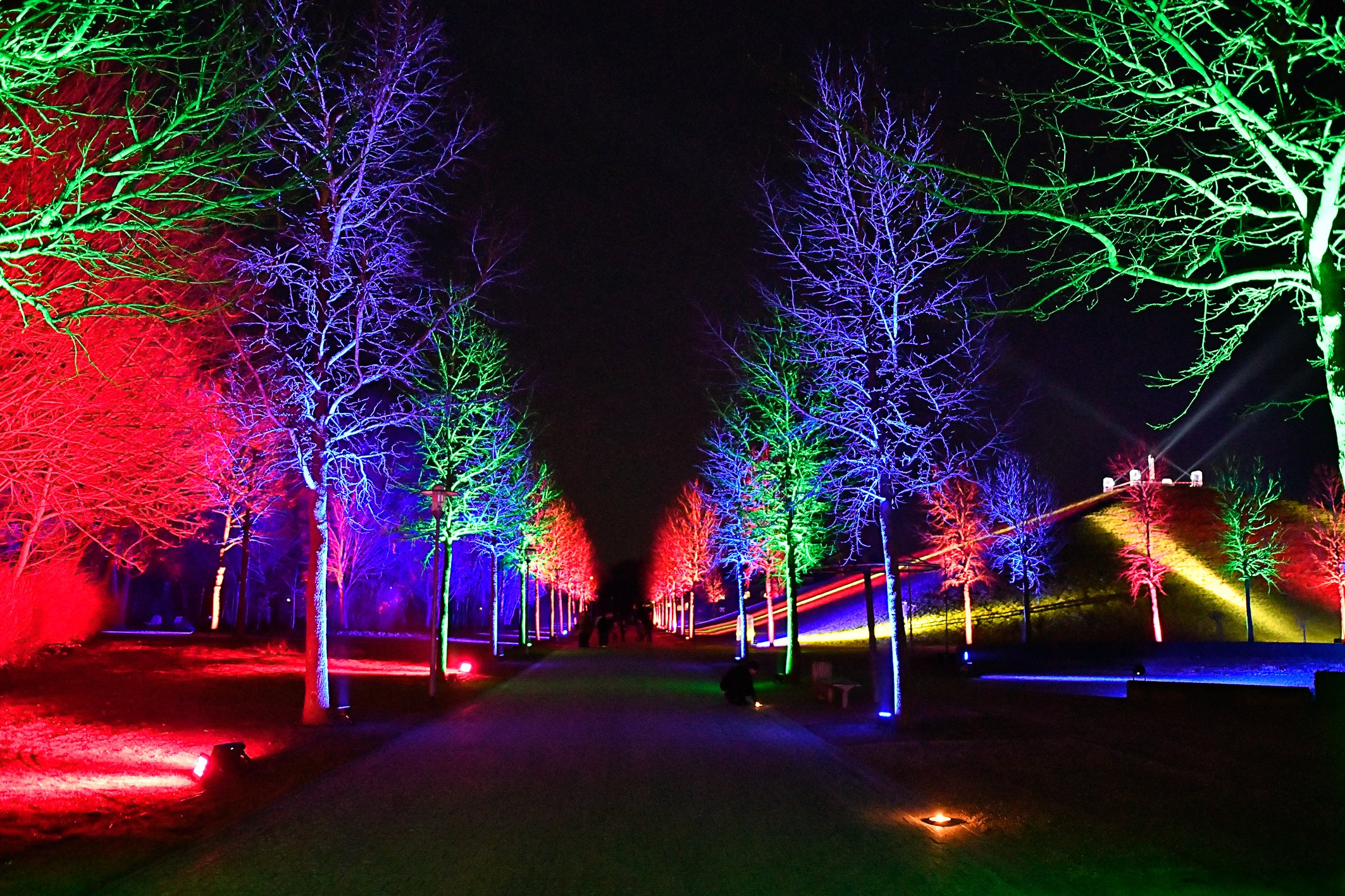 Nachteinblicke, Bäume werden in vielen bunten Farben beleuchtet.