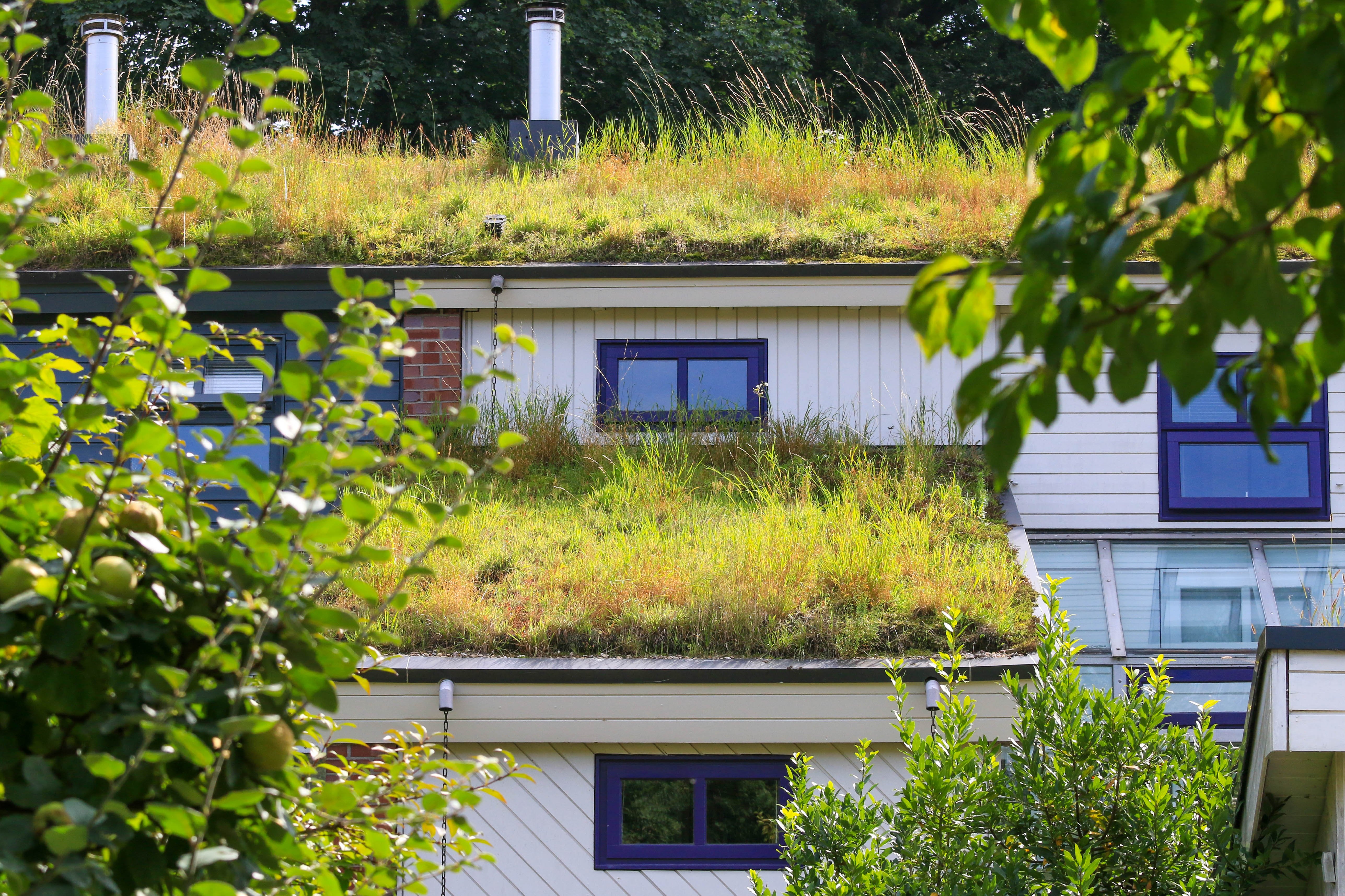 Klimaanpassung, ein Haus mit viel Grün drum herum