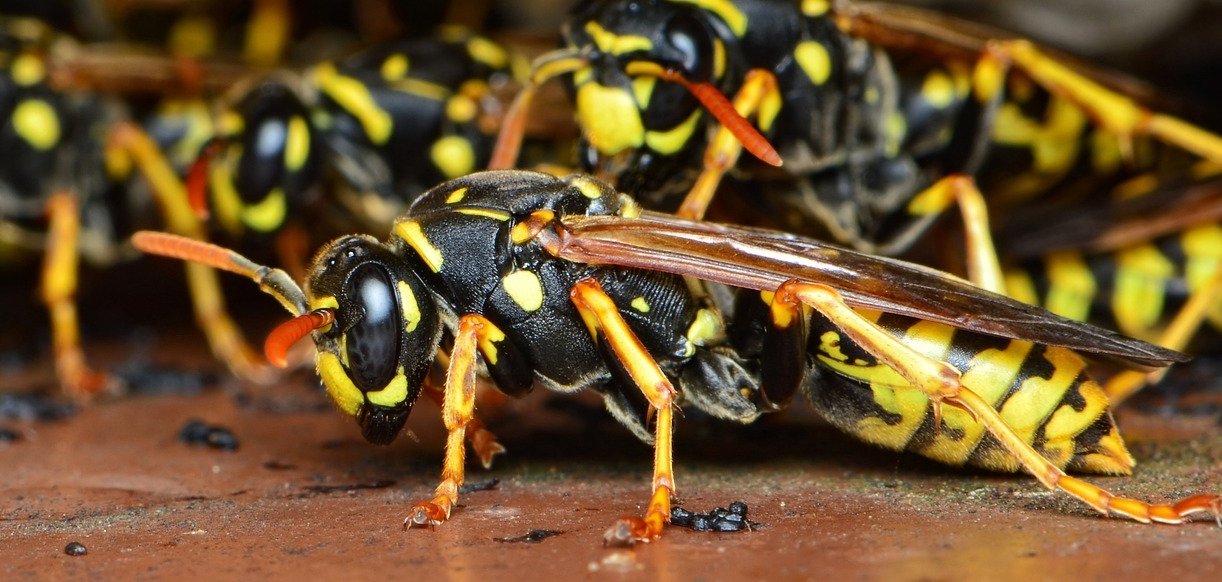 Wespen