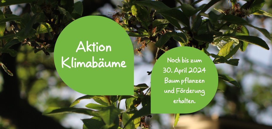 Grafik zur Aktion Klimabäume mit Baum im Hintergrund.