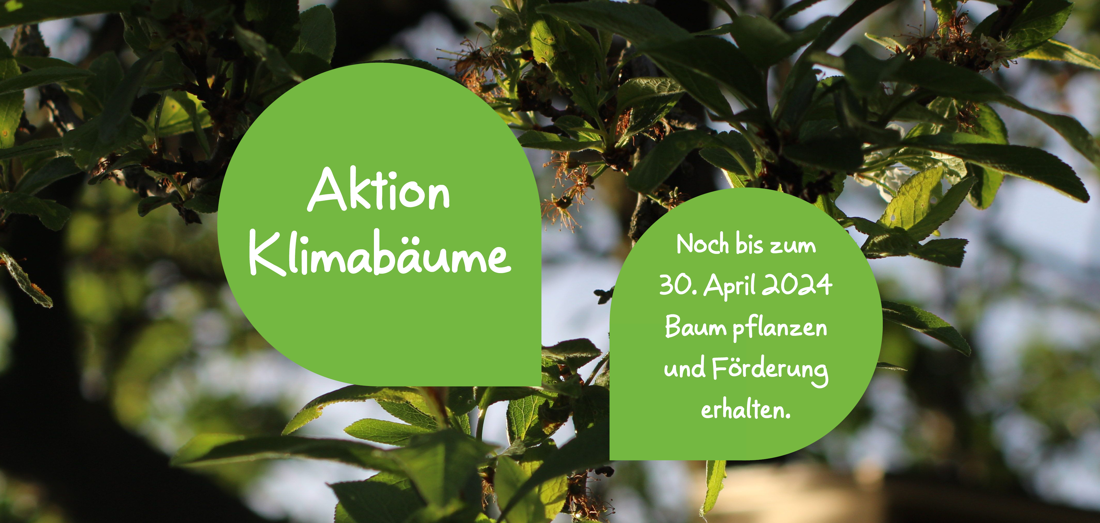 Grafik zur Aktion Klimabäume mit Baum im Hintergrund.