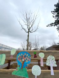 Der neue Feldahorn auf dem Schulhofgelände der Gesamtschule Gronau.