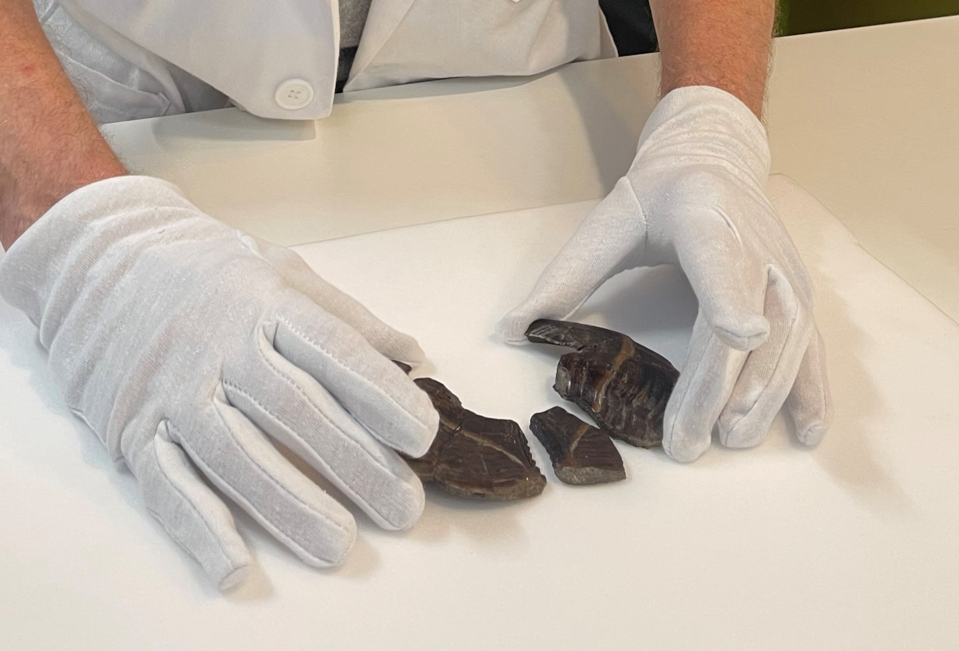 Die Kauplatten der neubeschriebenen Chimärenart Stoilodon lindenbergi aus Gronau im Museum "De Museumsfabriek" in Enschede, wo sie aufbewahrt werden.